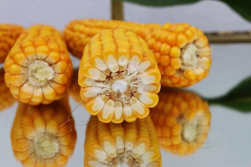 Krone Krone Bodenfräse RES 120/305 Fräse Krone mit 450mm Rohrstabwalze Frässmesser 100% 72 Winkelmesser Krone FRäse mit Schaltgetriebe 3 Fach keine Maschio Kuhn Celli