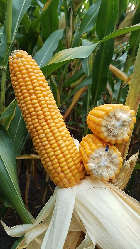 Briri Meyer-Lohne 10000 Liter Wasserwagen Güllefaß Rekordia 10000 Liter 10000 Liter Vakumtankwagen Wasserfass 10000Liter mit Tandemachse Bereifung 550/60-22.5 Profil 328 mit Möscha Schwenkverteiler