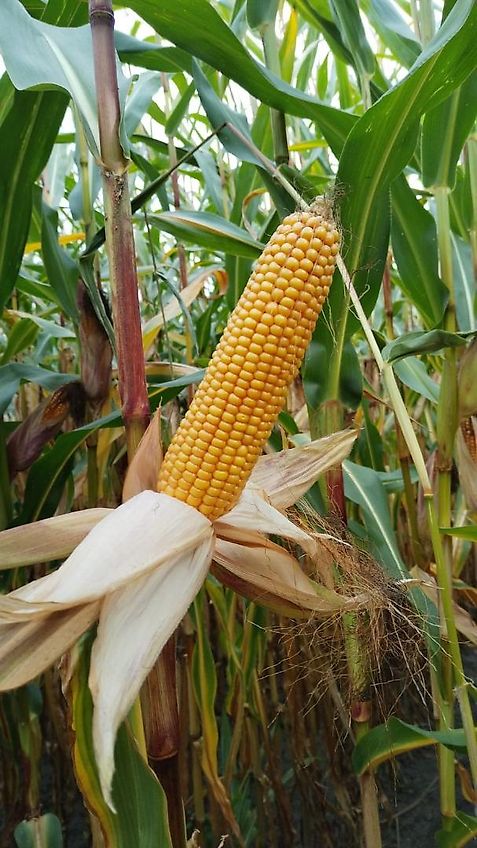 Briri Meyer-Lohne 10000 Liter Wasserwagen Güllefaß Rekordia 10000 Liter 10000 Liter Vakumtankwagen Wasserfass 10000Liter mit Tandemachse Bereifung 550/60-22.5 Profil 328 mit Möscha Schwenkverteiler
