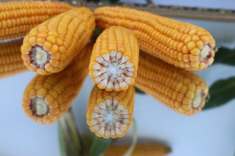 Briri Meyer-Lohne 10000 Liter Wasserwagen Güllefaß Rekordia 10000 Liter 10000 Liter Vakumtankwagen Wasserfass 10000Liter mit Tandemachse Bereifung 550/60-22.5 Profil 328 mit Möscha Schwenkverteiler